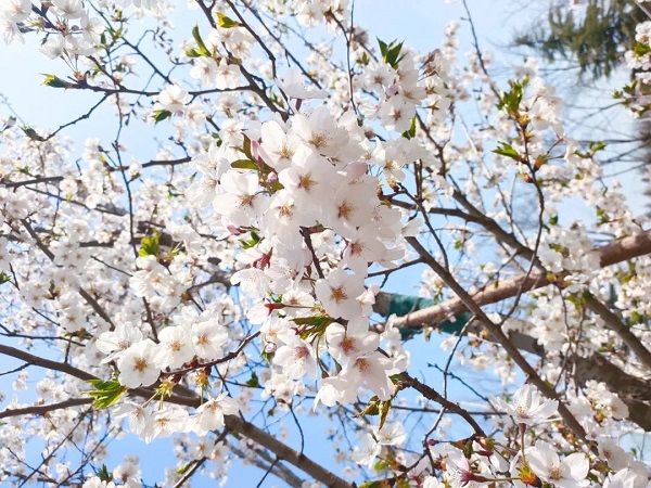 乐鱼与你 共赴一场樱花盛宴