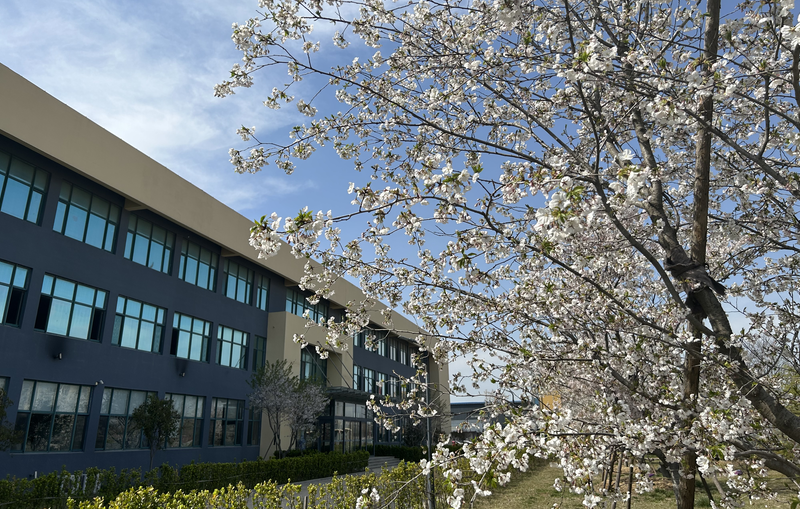 又是一年樱花季 乐鱼邀您共赏浪漫樱花